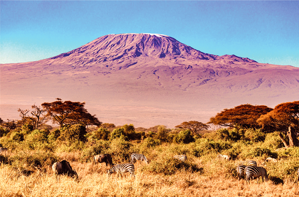 Zebras grazing in the savannah with Mount Kilimanjaro in the background in Tanzania