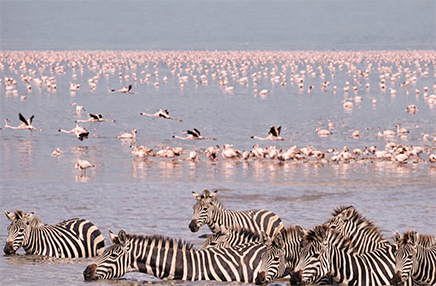 Zebras crossing shallow waters of Lake Manyara with a large flock of flamingos in the background, Tanzania safari landscape