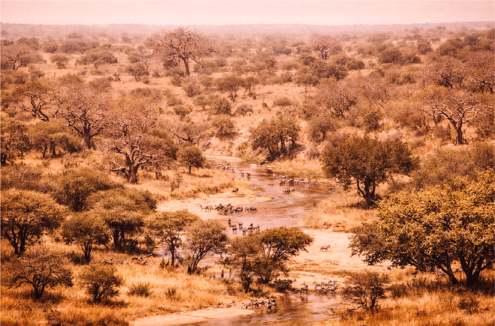 Aerial view of Tarangire National Park with river, acacia trees and wildlife in Tanzania